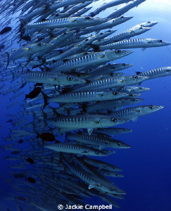 I have always dreamed of diving with a large school of ba... by Jackie Campbell 